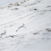 Mountain Hare (Lepus timidus) two animals chasing across snow covered moorland